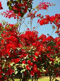 Low angle view of red flowering tree against sky