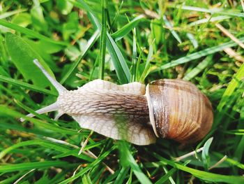 Close-up of snail on grass