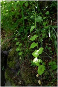 High angle view of plant growing on field