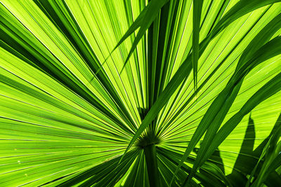 Palm tree green leaf texture,with shadows, tropical leaf, nature background, close up