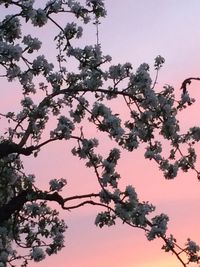 Low angle view of pink flowering tree against sky