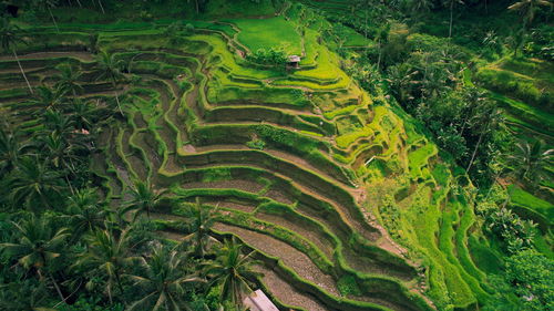 Rice terraces green field tegallalang bali island indonesia