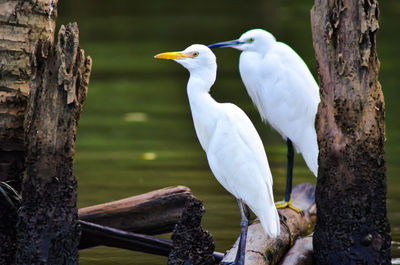 Bird perching on wooden post