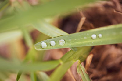 Close-up of raindrops on grass