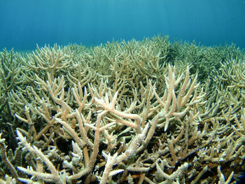 Close-up of coral in sea