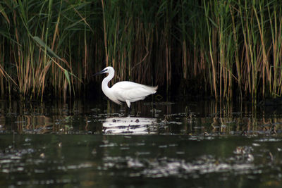 Swan on lake against plants