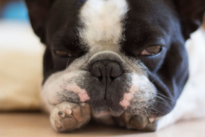 Close-up portrait of a dog