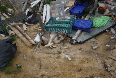 High angle view of dog sleeping on garbage