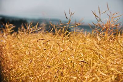 Close-up of stalks in field