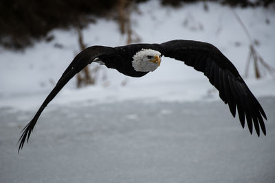 Close-up of eagle flying against sky