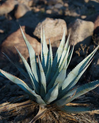 Close-up of pineapple on field