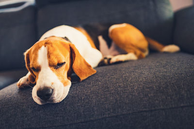 Dog sleeping on sofa at home