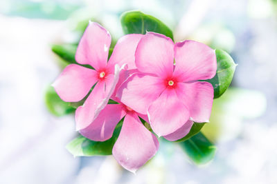 Close-up of pink flowering plant