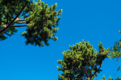 Low angle view of tree against blue sky