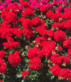 High angle view of red flowering plants