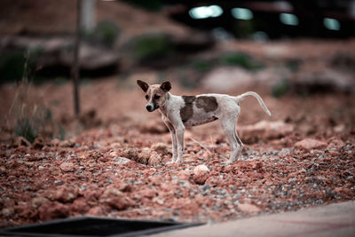 Dog standing on land