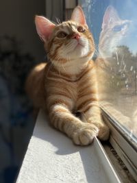 Cat sitting on a window