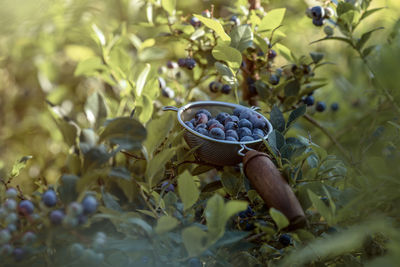 Close-up of blackberries growing on plant