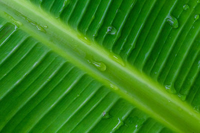 Full frame shot of wet leaf