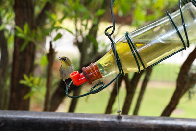 Close-up of drink on glass bottle