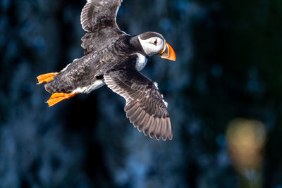 Single portrait puffin flying soaring and gliding on a cliff face on rugged uk coastline