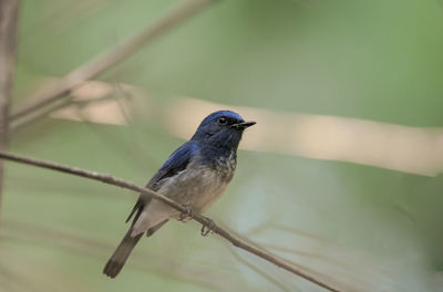 Close-up of bird perching on branch