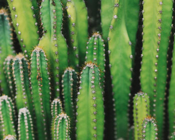 Close-up of succulent plant