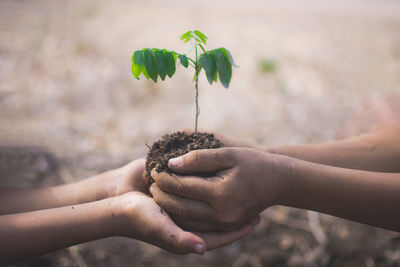 Close-up of hand holding small plant