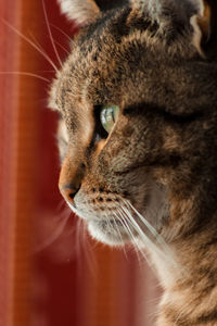 Close-up of a cat looking away