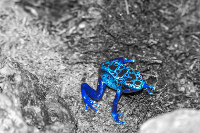 Close-up of insect on blue surface