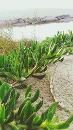 Close-up of fresh green plants against sky