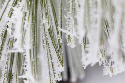 Close-up of icicles on plant during winter