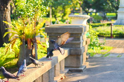 Birds flying above a bird