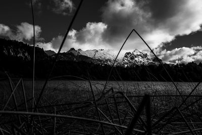 Plants growing on field against sky