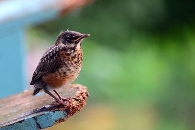 Close-up of bird perching on a tree