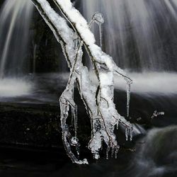 Close-up of tree trunk