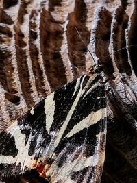 Close-up of butterfly