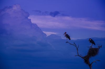Low angle view of bird perching on silhouette tree against sky