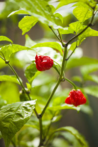 Close-up of strawberry growing on plant