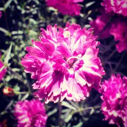 Close-up of pink flowers