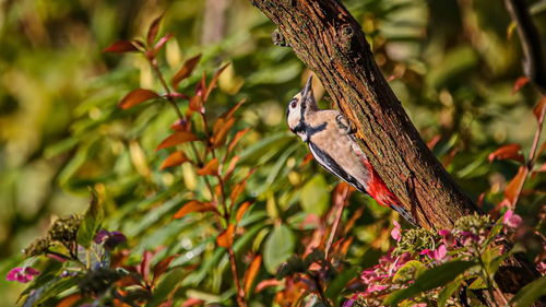 Close-up of bird perching on tree