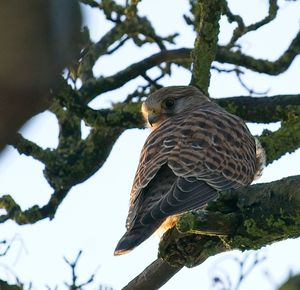 Low angle view of kestrel perching on tree