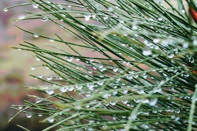 Close-up of raindrops on pine tree