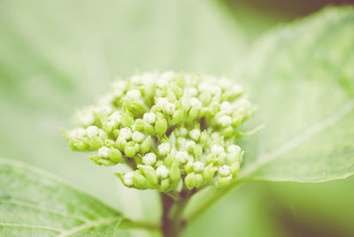 Close-up of plant