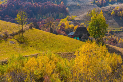 High angle view of trees growing in forest during autumn