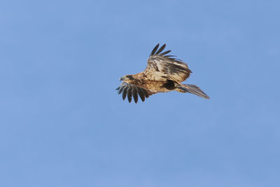 Low angle view of eagle flying against clear blue sky