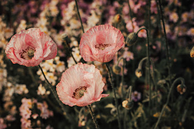 Close-up of flowers blooming outdoors