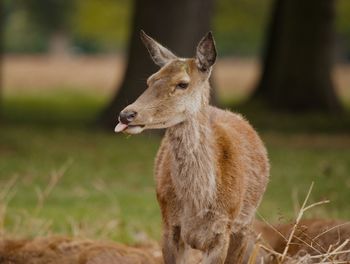 Close-up of deer on field