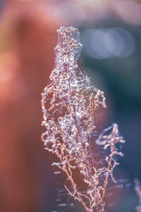 macro photography