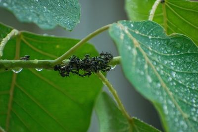 Close-up of insect on leaves
